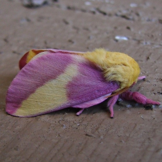 7715 Rosy Maple Moth Cypress Glenn Campground Fl 3-7-10