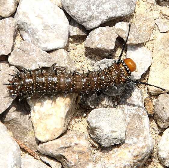 7716 Anisota stigma Spiny Oakworm Moth Caterpillar BG Clover Barrens Perry Co Indiana 8-25-18 (7)_opt