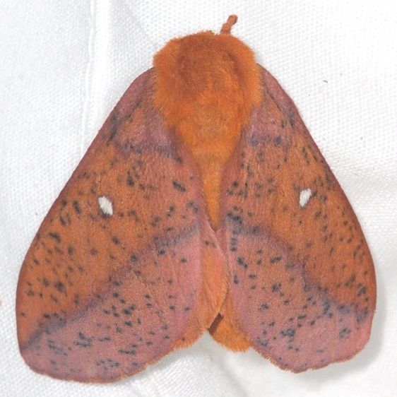 7716 Spiny Oakworm Moth Mothapalooza Shawnee St Forest Oh 7-7-17 (99)_opt