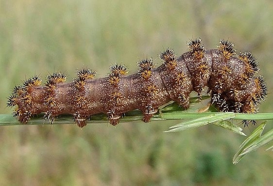 7728 Hemileuca hualapai Caterpillar Sierra Vista Az 9-7-12