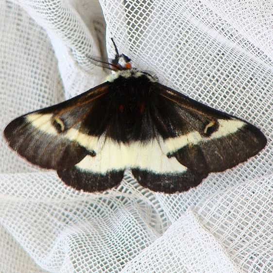 7730 Buck Moth male Clearcreek Metro Park Oh 10-30-08