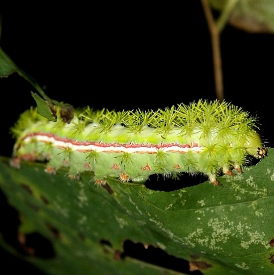 7746 Io Moth Caterpillar at Chatteau Adams Co Oh 9-12-09
