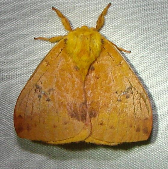 7746 Io Moth Rowdy Bend Trail Everglades 3-3-12