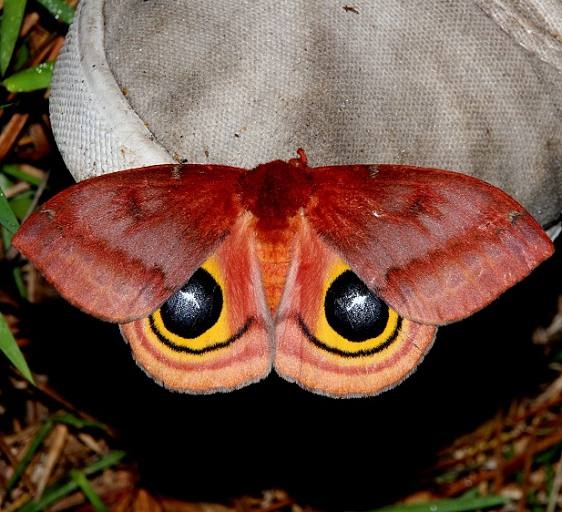 7746 Io Moth female Osceola Natl Frt Ocean Pond Fl 3-24-15
