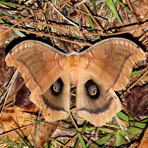 7757 Polyphemus Moth Ocean Pond Osceolo Natl Frst 3-25-15