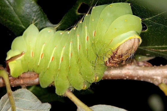 7757 Polythemus caterpillar on Burr Oak in yard 9-1-14_opt
