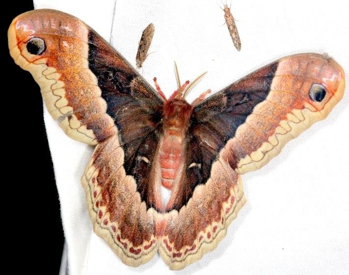 7764 Promethia Moth female Moth Thunder Lake Mich UP 6-24-13