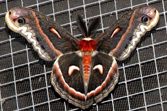 7767 Cecropia Moth Osceola Natl Frt Ocean Pond 3-24-15