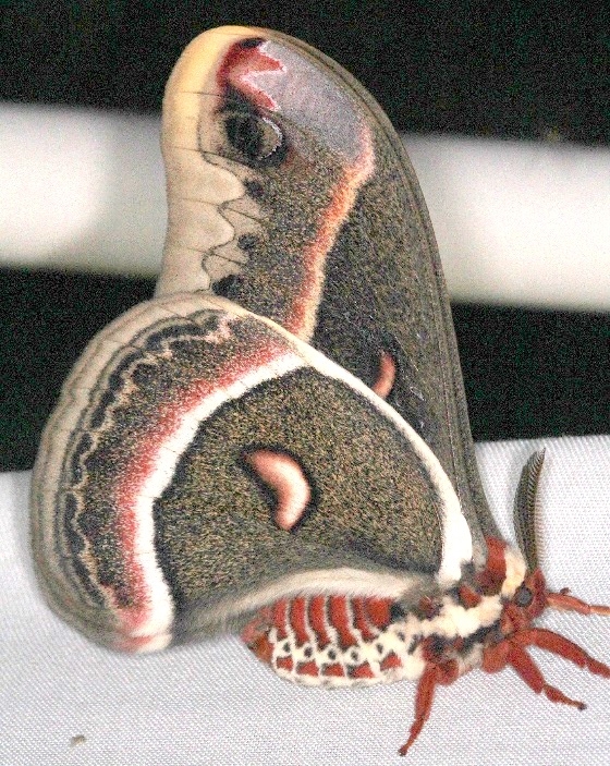 7767 Cecropia Moth Thunder Lake Mich UP 6-22-13