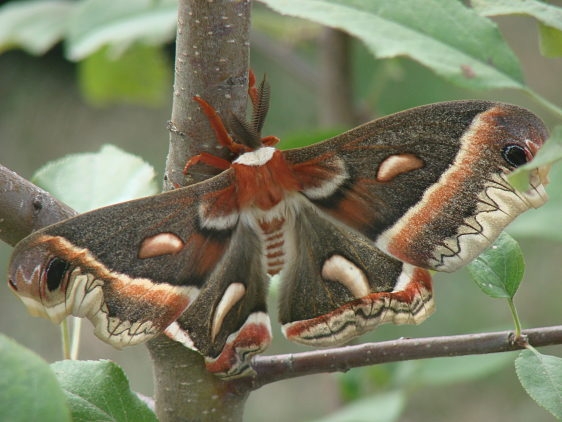 7767 Cecropia moth newly emerged yard 6-28-07 (6)_opt