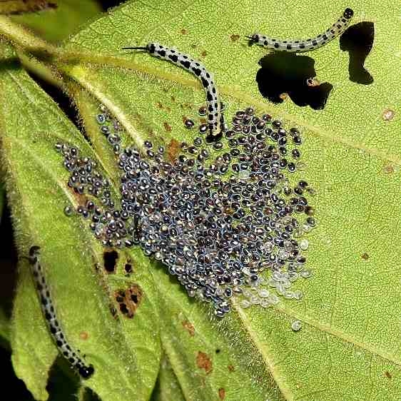 7789 Catalpa Sphinx caterpillars early instars and eggs Kessler Swamp Oh 9-9-16_opt