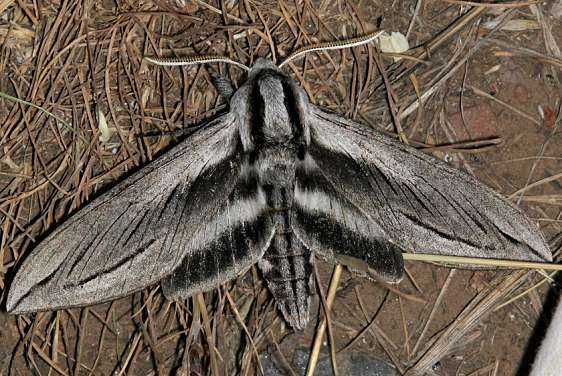 7803 Vashti Sphinx Moth Black Canyon at the Gunnison Natl Pk Colorado 6-14-17 (43)_opt