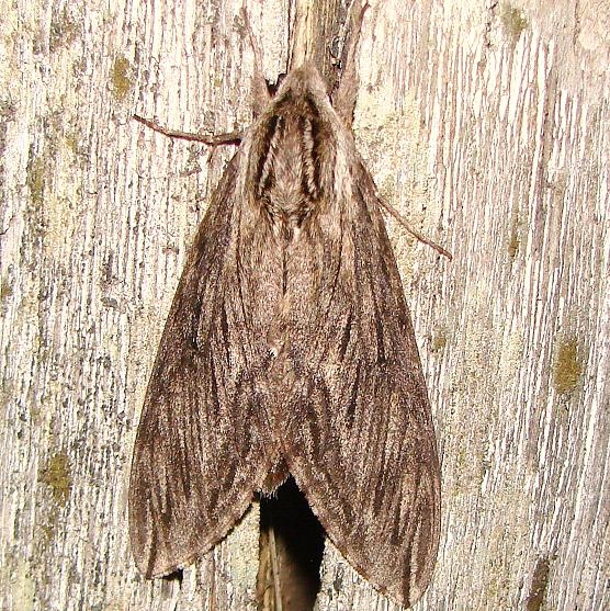 7807 Canadian Sphinx Moth Thunder Lake UP Mich 6-19-11