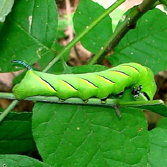 7809 Laurel Sphinx Moth caterpillar on Ash at TNC Darby Headwaters Oh 9-5-14