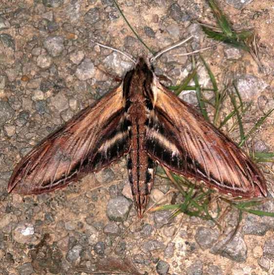 7809 Laurel Sphinx Moth Copperhead firetower Shawnee St Pk 8-6-16 (50a)_opt