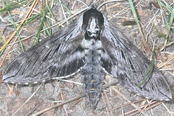 7810.1 Northern Apple Sphinx Moth Thunder Lake UP Mich 6-27-18 (16)_opt