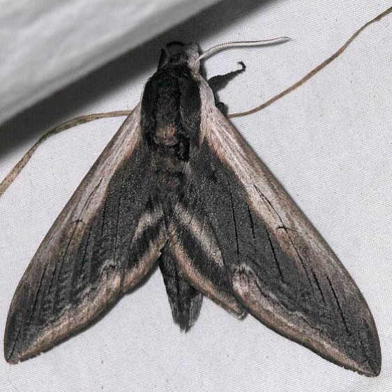 7812 Wild Cherry Sphinx Moth Black Canyon at the Gunnison Natl Pk Colorado 6-13-17 (18)_opt