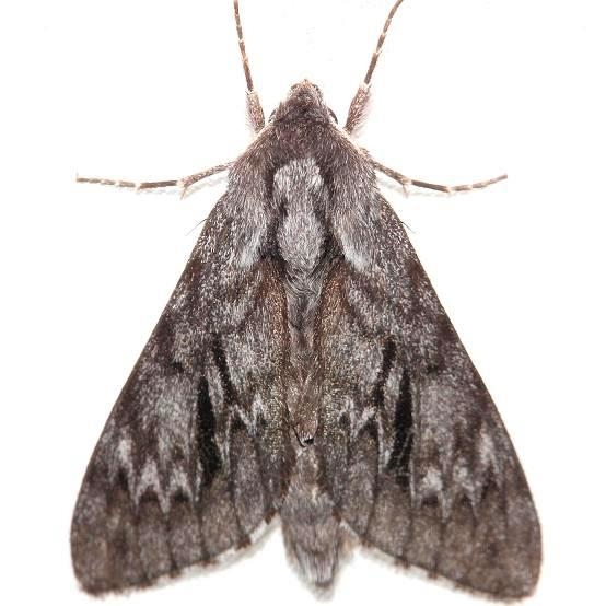 7817 Northern Pine Sphinx Moth Thunder Lake Mich 6-23-12
