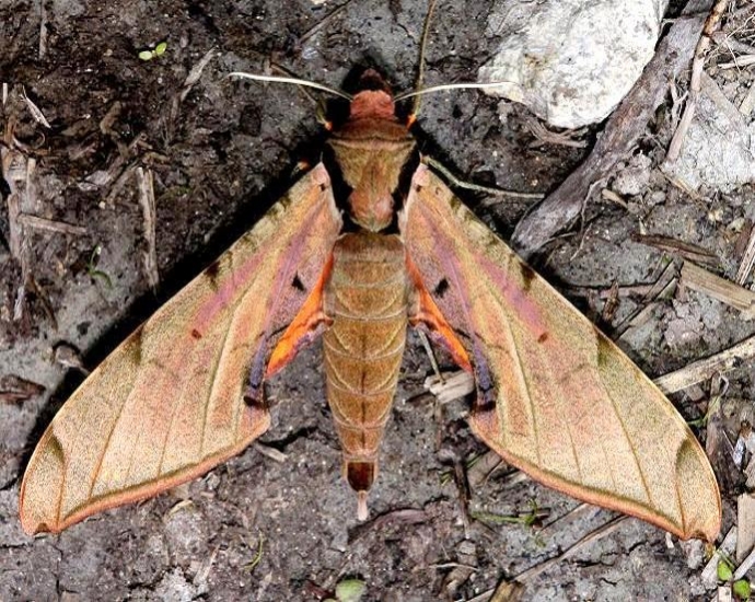 7818 Streaked Sphinx Moth Everglade Natl Pk Nike Missle Rd 3-5-13