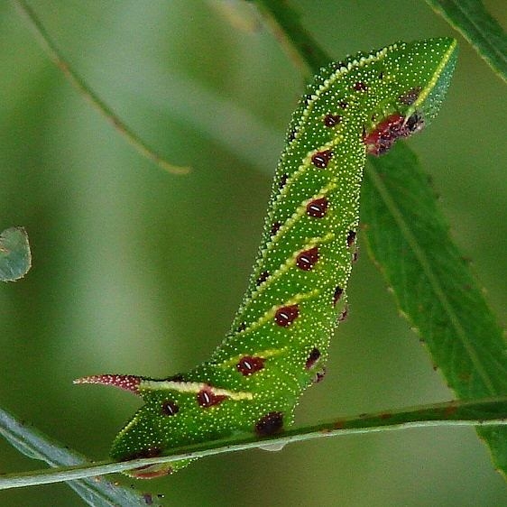 7824 Blinded Sphinx caterpillar on Willow at Estelle Wenrick Preserve Clark Co Oh 9-8-14