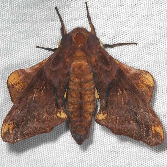 7826 Huckleberry Sphinx Moth Cedar Bog Ohio 7-13-18 (29)_opt