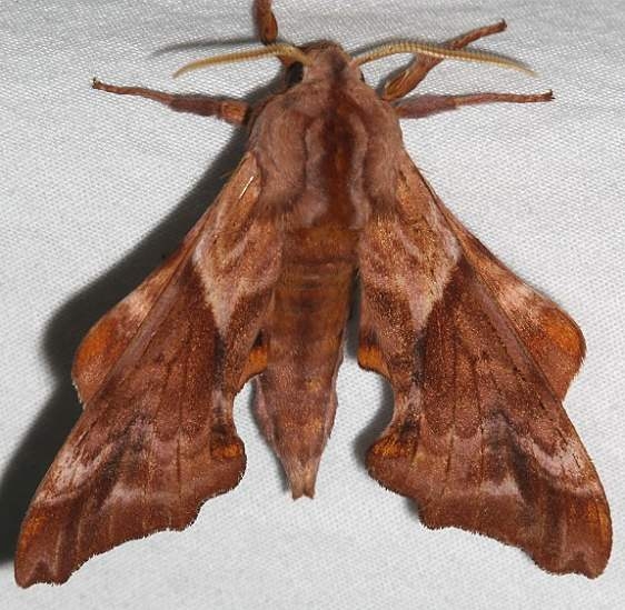 7826 Huckleberry Sphinx Moth Mesa Verde Colorado 6-11-17 (19)_opt