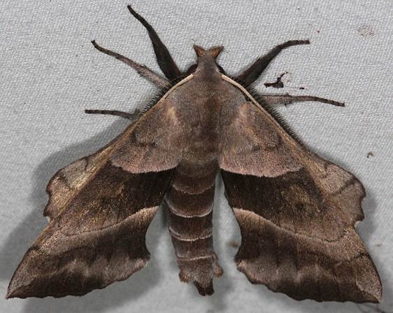 7827 Walnut Sphinx Moth Silver Lake Cypress Glenn Fla 3-16-15