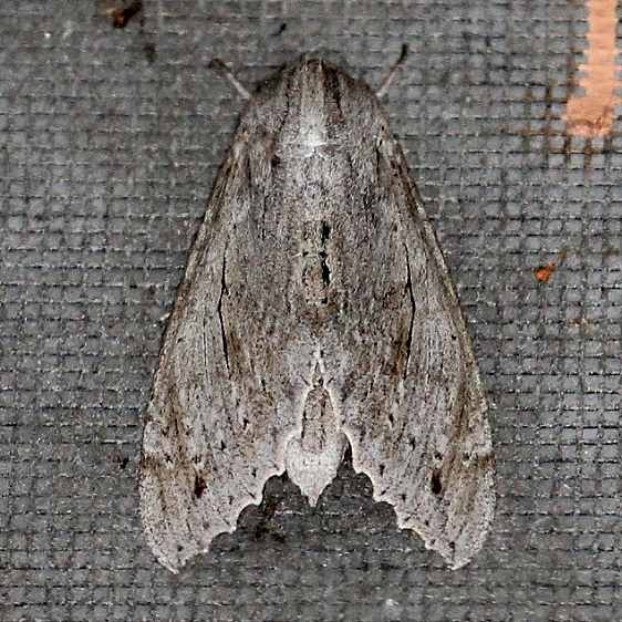 7834 Ello Sphinx Moth Collier Seminole St Pk 3-4-15