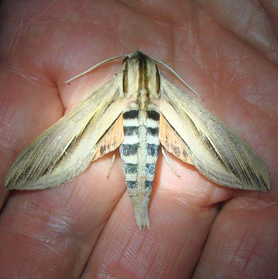 7840 Caicus Sphinx Moth Mahogany Hammock Everglades 2-27-12