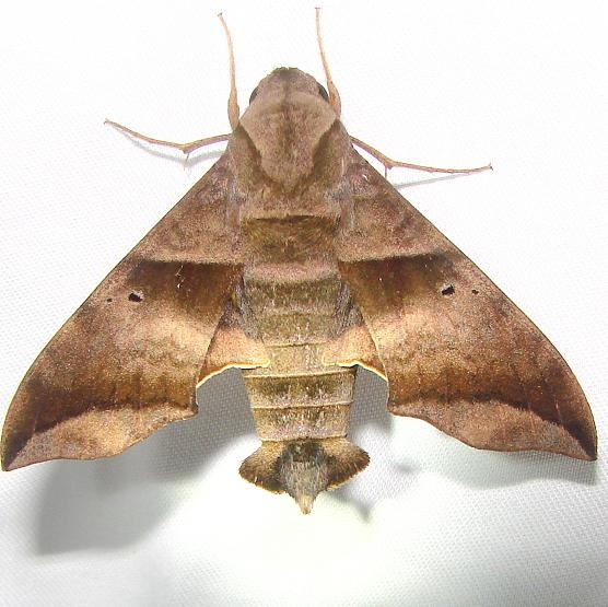 7846 Half-blind Sphinx Moth Royal Palm Everglades 2-26-12