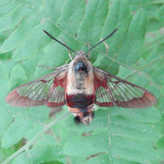 7853 Hummingbird Clearwing Moth Thunder Lake UP Mich 6-18-10