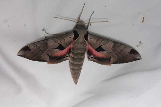7861 Achemon Sphinx Moth Kissimmee Prairie St Pk 3-12-13