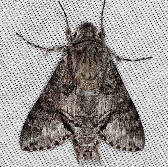 7867 Cautethia grotei Grote's Sphinx Moth Pine Glade Lake Everglades 2-21-14
