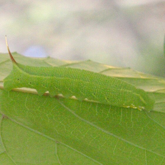 7871 Lettered Sphinx caterpillar-on-grape-Cypress-Glenn-Withalacoochee St Forest 3-23-23