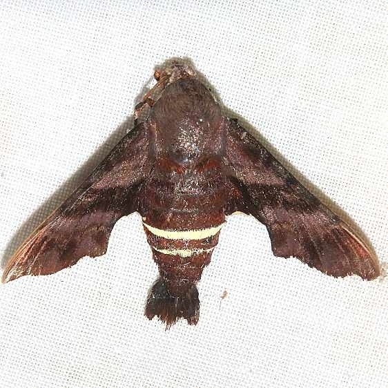7873 Nessus Sphinx Moth Bader's house Palm Coast Fl  10-1-18(10)_opt