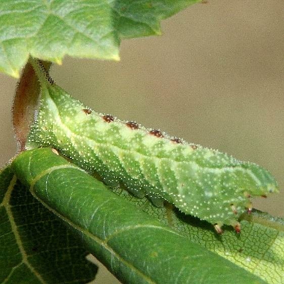 7885 Virginia Creeper Sphinx caterpillar early instar on grape tentative Trella Romine Preserve BG Oh 8-26-16