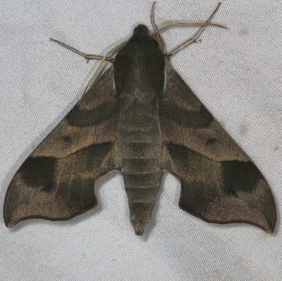 7885 Virginia Crepper Sphinx Moth Huffman Prairie WPAFB Dayton Oh 7-27-14