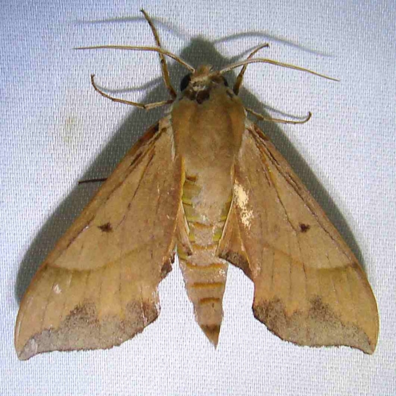 7886 Azalea Sphinx Moth Payne's Prairie St Pk 3-20-12