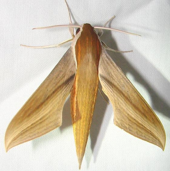 7890 Tersa Sphinx Moth Royal Palm Everglades 2-26-12