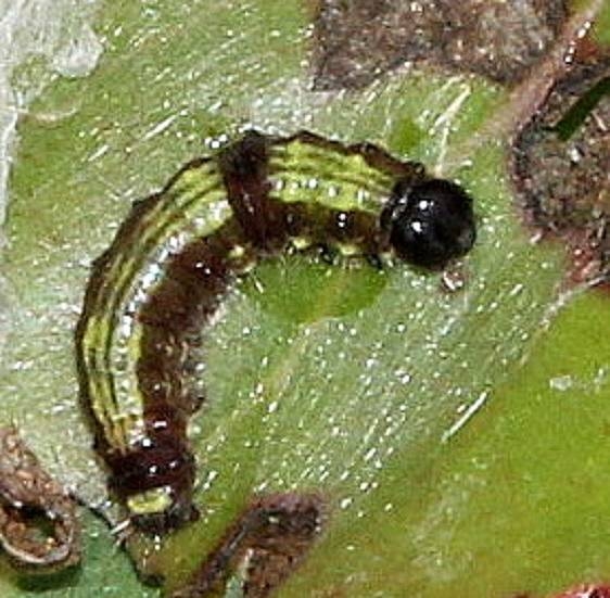7895 Sigmoid Prominent tentative Clostera sp Caterpillar Prominent Deer Haven Park 8-26-15