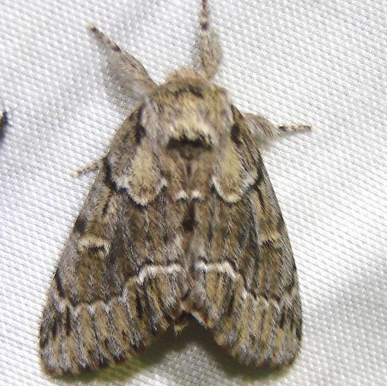 7917 Georgian Prominent Moth Grasshopper Lake Ocala Natl 3-15-12