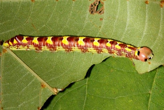 7930 Linden Prominent Caterpillar on Basswood Cedar Bog 8-13-18 (2)_opt