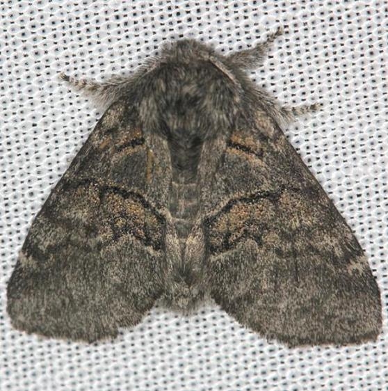 7931 Common Gluphisia Moth yard 5-2-13