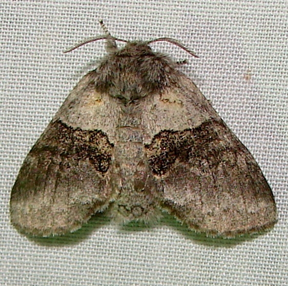 7931-Gluphisia-septentrionis-Thunder-Lake-UP-Mich-6-21-11