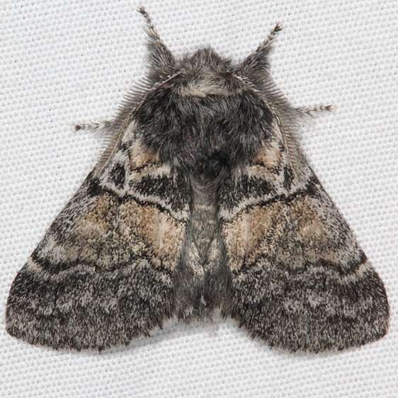 7934 Linter's Gluphisia Moth Pine Lake Dixie Natl Forest Utah 5-31-17 (24)_opt