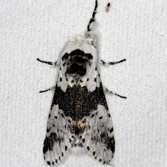 7936 White Furcula Moth Thunder Lake Mich UP 6-22-13