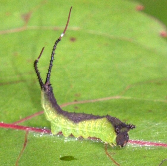 7936 White Furcula caterpillar on Cottonwood-at-Leding-han-Prairie-and-wetlands-Oh-6-24-23