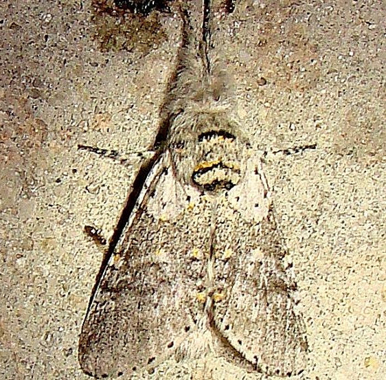 7937 Gray Furcula Moth Royal Palm Everglades 2-26-12