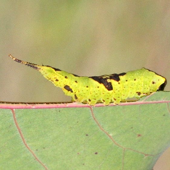 7937 Gray Furcula caterpillar on Cottonwood Deer Haven Preserve Delaware Co 8-29-16 (5)