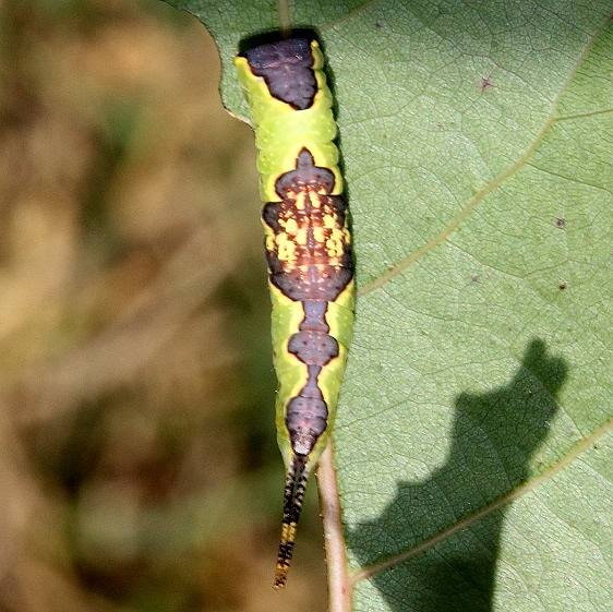 7937 Gray Furcula caterpillar on Cottonwood Deer Haven Preserve Delaware Co 8-29-16 (6)